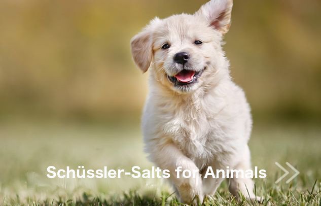 Shussler-salts for Animals